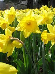 Daffodils2 Jpg Jpeg Image 1200x1600 Pixels Daffodils Planting When To Plant Bulbs Planting Bulbs