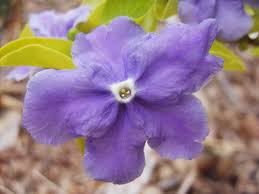 Image result for Brunfelsia pauciflora