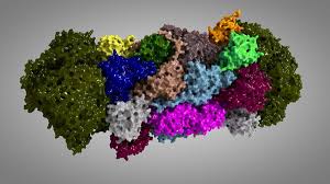 Die ubiquitinierung dient dazu, die eigenschaften und aktivitäten ihrer zielproteine zu modifizieren. Hefe 20s Proteasom Mit Blm10 Reglerkappe 3d Modell Turbosquid 1215784