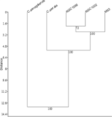 Image result for Cyamopsis serrata