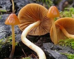 Image result for Conocybe lactea