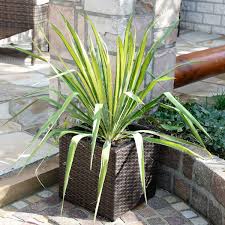Yucca palme im garten einpflanzen so wird s gemacht. Buntblattrige Yucca Im Ca 20 Cm Topf Online Kaufen Bei Gartner Potschke