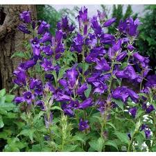 Campanula Latifolia Macrantha Flower Seeds Habitat Garden Campanula