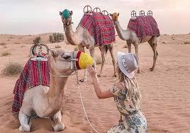 In the camel cup there are 15 camels. Camel Ride Dubai