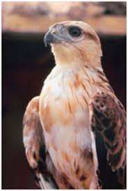 A bird of prey is any bird that pursues other animals for food. Birds Of Prey Facts Science Trek Idaho Public Television