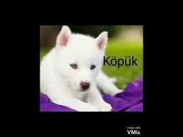 Yavru Kopek Isimleri Youtube