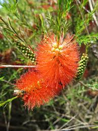 Image result for Melaleuca lateritia