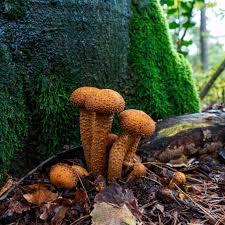 Image result for Xerophyta squarrosa