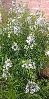Maybe you would like to learn more about one of these? Arkansas Blue Star