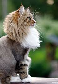 Cats may not have matting for this cut. The Lion Cut The Dragon Cut For Cats