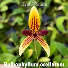 Image result for Bulbophyllum X chikukwa