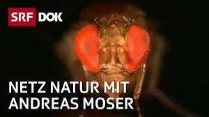 Es klingt wie david gegen goliath: Invasive Arten In Der Schweiz 2 2 Netz Natur Mit Andreas Moser Doku Srf Dok Youtube