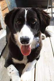 Basset Hound Border Collie Mix This Looks Just Like Our Dog Hunde Lowe