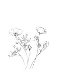 Botanical Journal California Poppy Tattoo Poppy Tattoo Small Poppies Tattoo