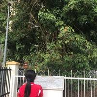 Di mistletoe getah sebelum pergi ke pertempuran. Pokok Getah The Rubber Tree Kuala Kangsar Perak