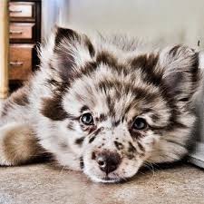 As you might guess from its name, the goldmation is a cross between the dalmatian and the golden retriever. Pomsky Chow Chow Pomsky Husky Mix Golden Retriever Novocom Top