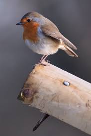 Pin By Rob Trommelen On Robin Birds In 2020 Beautiful Birds Robin Bird Cute Birds