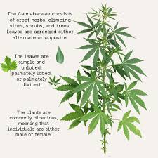 Image result for Cannabaceae