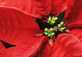 Auch die birkenfeige, besser bekannt als ficus benjamini, sowie korbblütler wie chrysanthemen oder margeriten haben aus diesem grund im schlafzimmer nichts verloren das schlafzimmer weihnachtlich dekorieren. Weihnachtsstern Portrat Der Beliebten Zimmerpflanze Living At Home