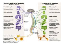 Actually, much of the nervous system extends throughout the body, all along the spinal cord and into the rest of the organs. How Do Healing Modalities Work Your Autonomic Nervous System Explained