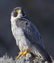 May Bird Of The Month Chil Eaglecam Santa Cruz Island Update May 2014 Peregrine Falcon Peregrine Birds Of Prey