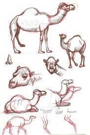 Easy camel drawing from images.hellokids.com. Pin On Camels