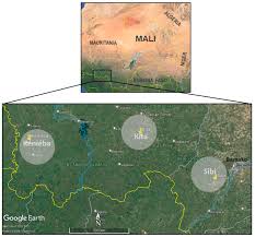 Image result for Isoberlinia doka