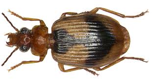 Image result for Lijndenia sp. cf barteri