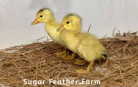 Maybe you would like to learn more about one of these? Silver Appleyard Duck Sugar Feather Farm
