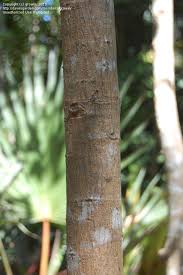 Image result for Sapium