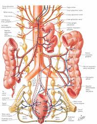 Si verifica nell'addome superiore o vicino all'ombelico, a volte non è possibile indicare con precisione il luogo del dolore. Appendicite Dottor Dario Borreca Medico Chirurgo Torino