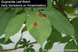 Image result for Ochthocharis