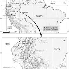 Image result for Paranecepsia alchorneifolia