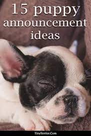 15 Adorable Puppy Announcement Ideas How To Announce A New Puppy Arrival Puppy Announcement New Puppy Pet Announcement