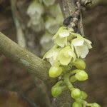 Image result for Rhipidoglossum ovale