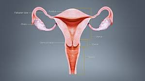 Image result for uterus