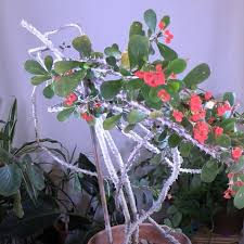 Image result for Euphorbia espinosa