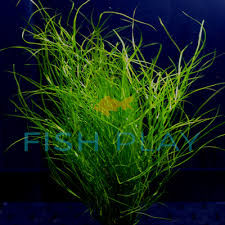 Image result for Potamogeton octandrus