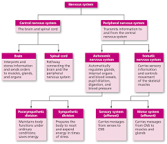 22 Rigorous Organization Of The Nervous System Flowchart