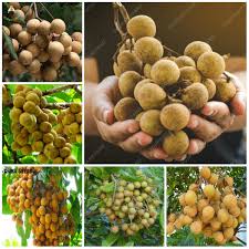 Tropical fruit trees, annona, carica papaya, carambola. 20 Pcs Seeds Passion Fruit Passiflora Edulis Plants Tropical Organic Tree Bonsai Bonsai Home Garden Worldenergy Ae