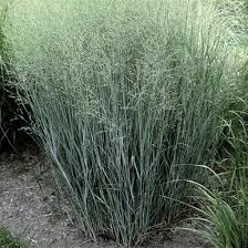 Image result for Panicum hochstetteri