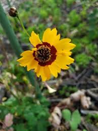 Image result for Centemopsis