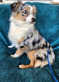 Beagle, labrador retriever, australian shepherd, chihuahua, australian cattle. Memphis Tn Australian Shepherd Meet Mia A Pet For Adoption