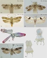 Image result for Cathormion altissimum