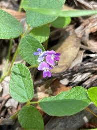 Image result for Glyphaea tomentosa