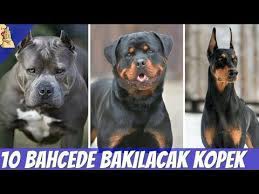 kopek turleri panosundaki pin