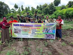 Top 25 speeds of the week: Petani Bawang Merah Di Soromandi Lakukan Panen Raya Hasilnya Meningkat