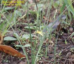 Image result for Hypoxis