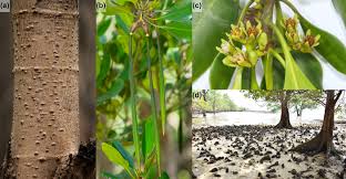 Image result for Ceriops