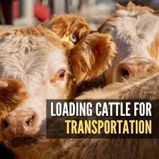 Maybe you would like to learn more about one of these? A Guide To Transporting Cattle Safely Usa Truckload Shipping